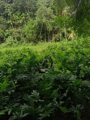 වසර 10 ක් පැරණි කොහිල වගාවක් (වී ලාස් 8ක වපසරියක)