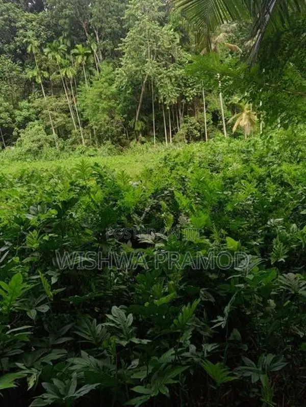 වසර 10 ක් පැරණි කොහිල වගාවක් (වී ලාස් 8ක වපසරියක)