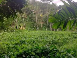වසර 10 ක් පැරණි කොහිල වගාවක් (වී ලාස් 8ක වපසරියක)