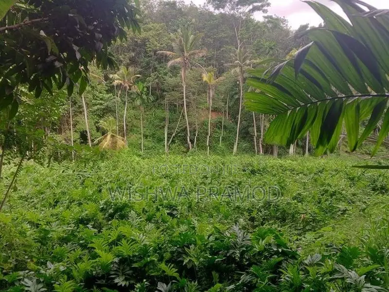 වසර 10 ක් පැරණි කොහිල වගාවක් (වී ලාස් 8ක වපසරියක)