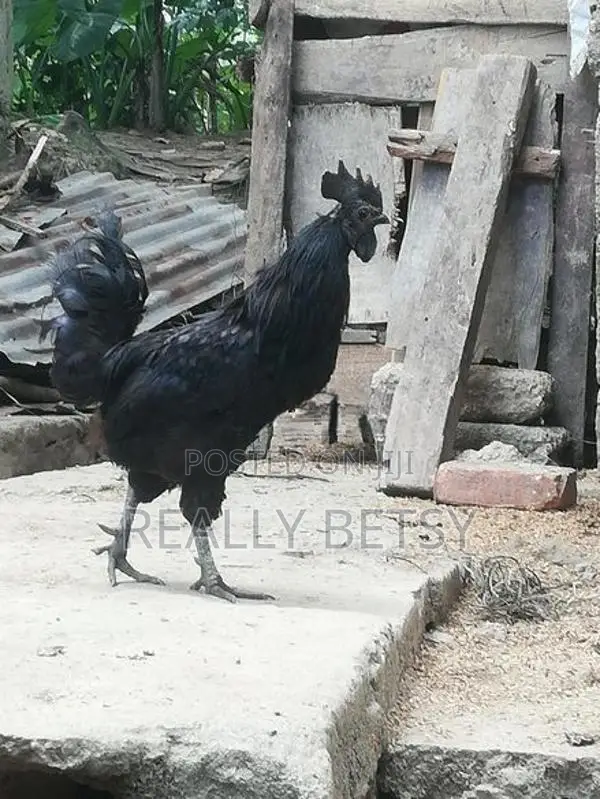 Farm Chicken