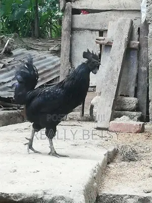 Farm Chicken