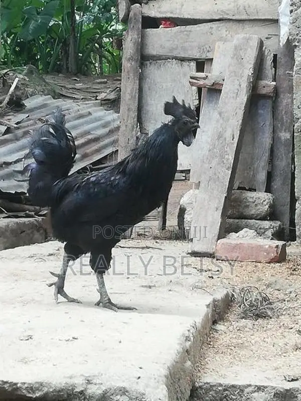 Farm Chicken