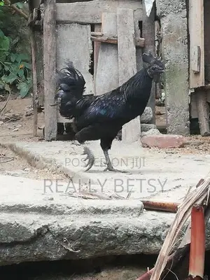 Farm Chicken