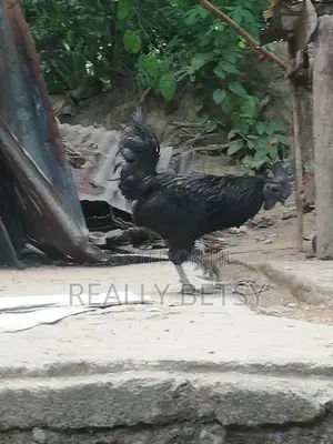 Farm Chicken