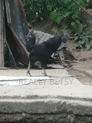 Farm Chicken