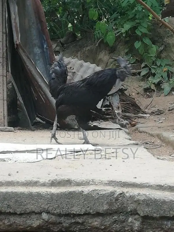 Farm Chicken