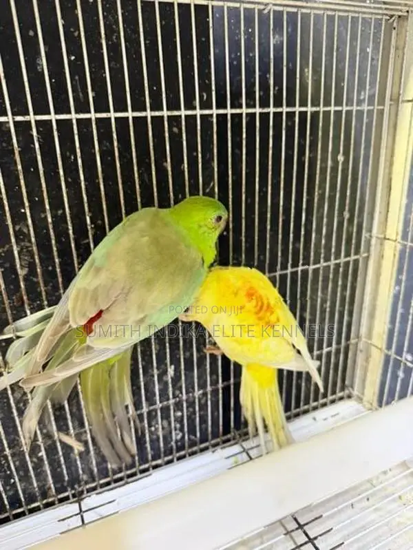 Red Rump Breeding Pair