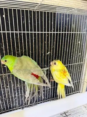 Red Rump Breeding Pair