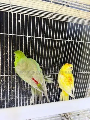 Red Rump Breeding Pair