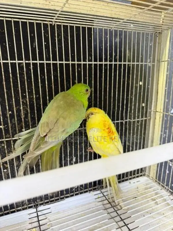 Red Rump Breeding Pair