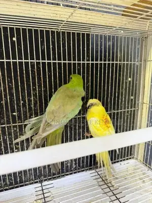 Red Rump Breeding Pair