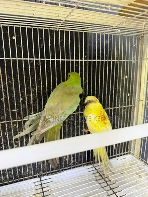 Red Rump Breeding Pair