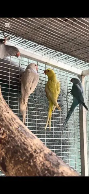Indian Ring Neck