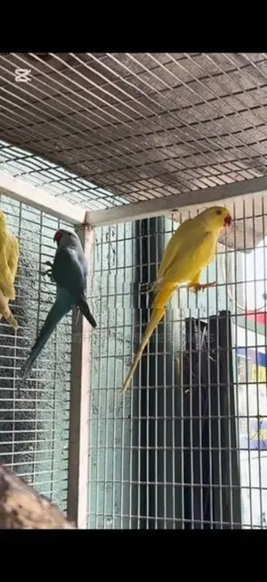 Indian Ring Neck
