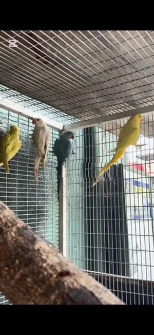 Indian Ring Neck