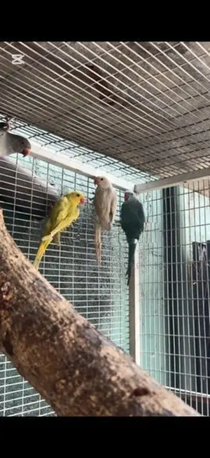 Indian Ring Neck