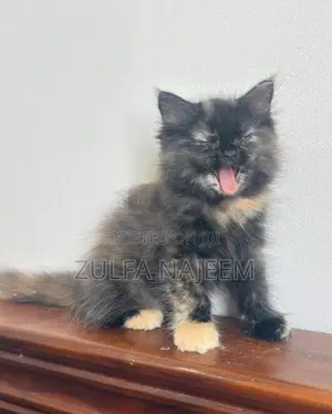 Persian Cat