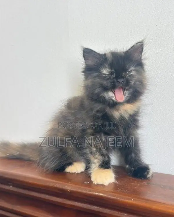 Persian Cat