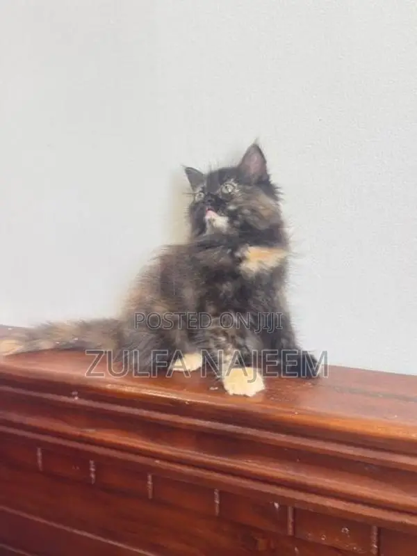 Persian Cat