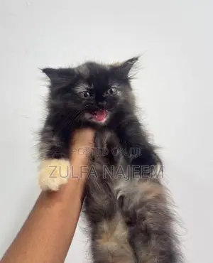 Persian Cat
