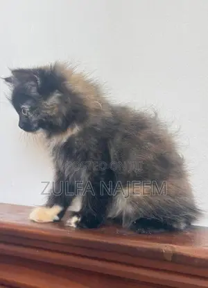 Persian Cat