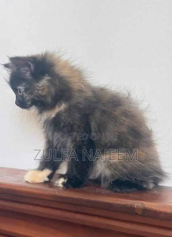 Persian Cat