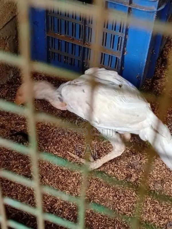 Farm Chicken