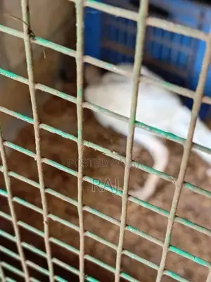 Farm Chicken