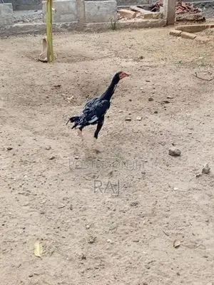 Farm Chicken