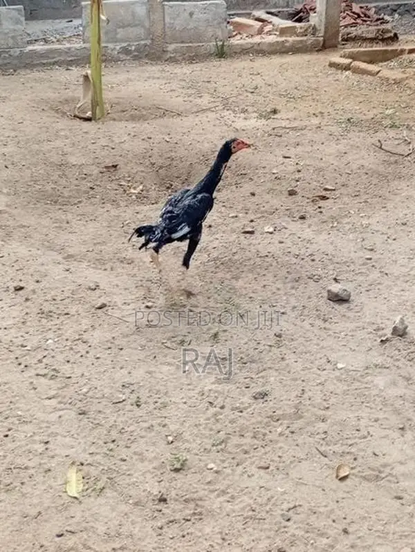 Farm Chicken