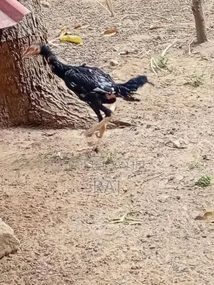 Farm Chicken