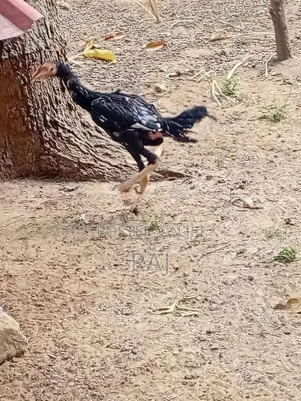 Farm Chicken