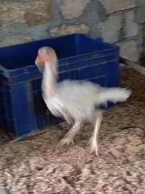 Farm Chicken