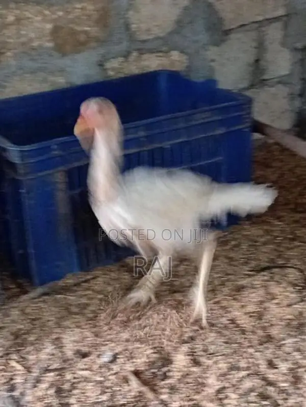 Farm Chicken