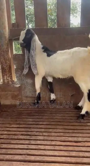Jamunapari