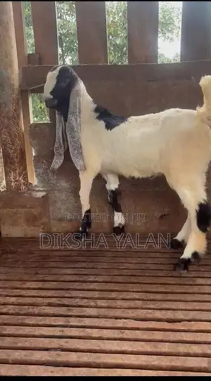 Jamunapari