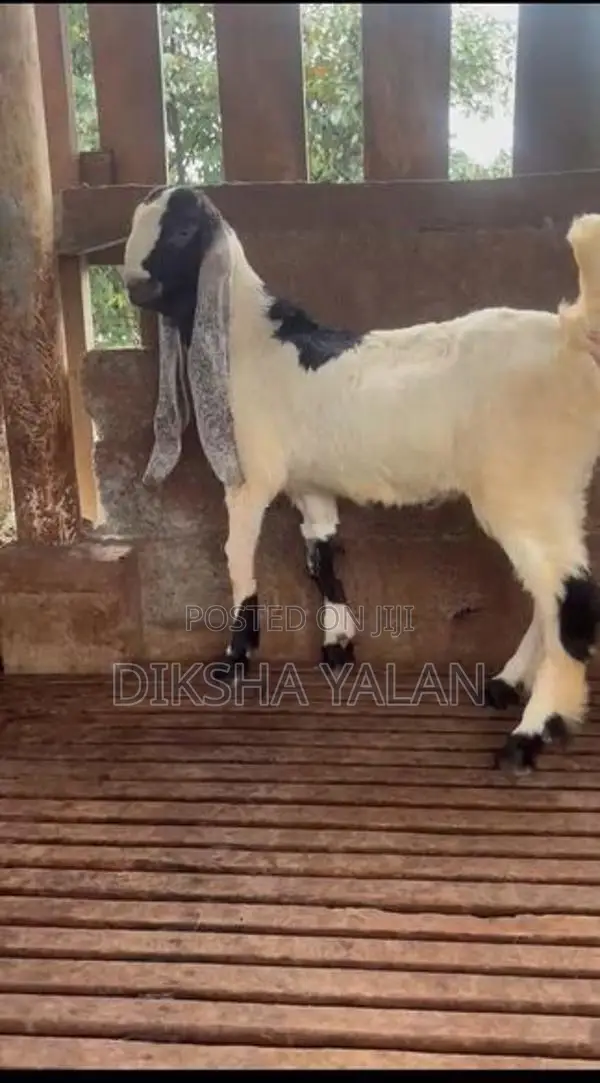 Jamunapari