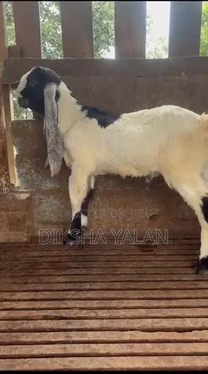 Jamunapari