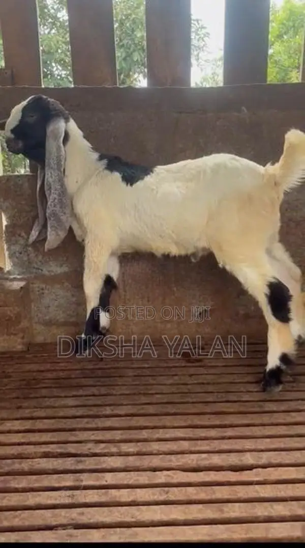 Jamunapari