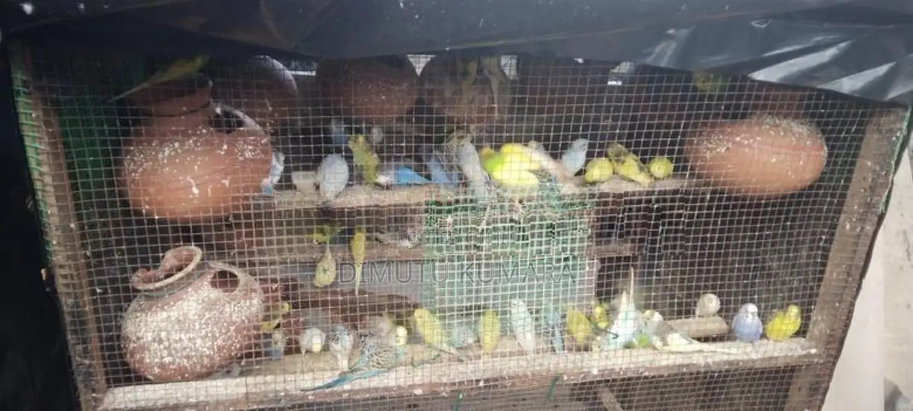 Love Birds Normal Red I Rainbow