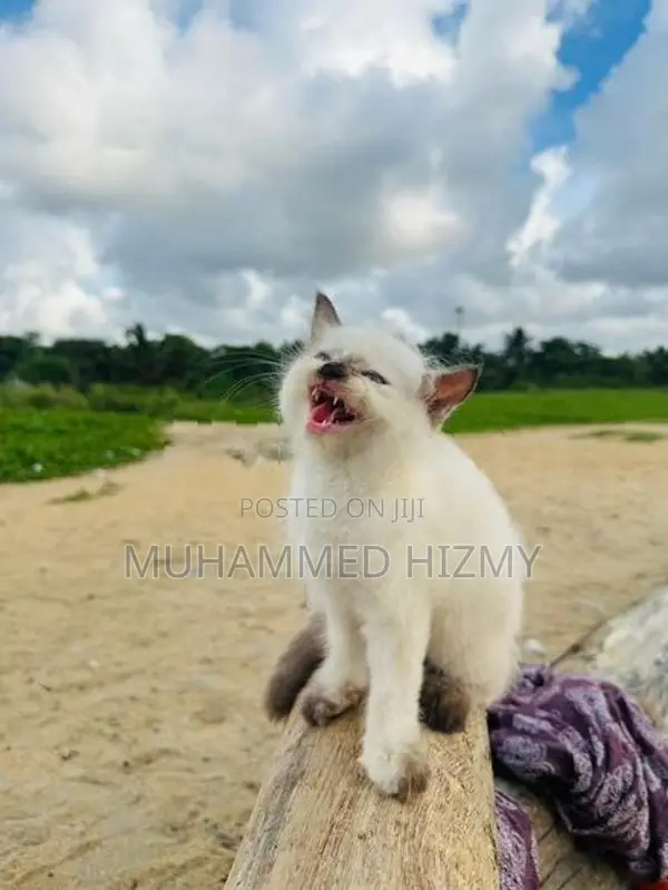 Persian Cat