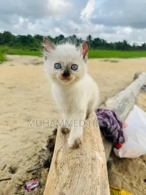 Persian Cat