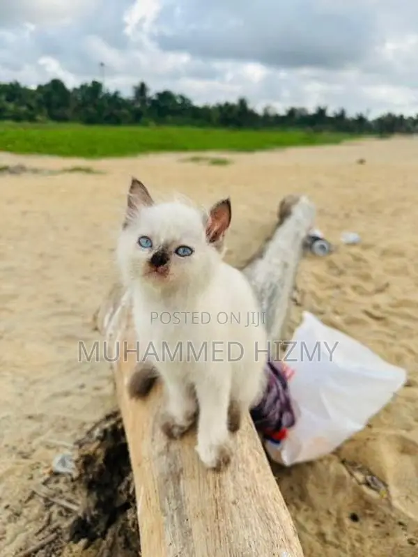 Persian Cat