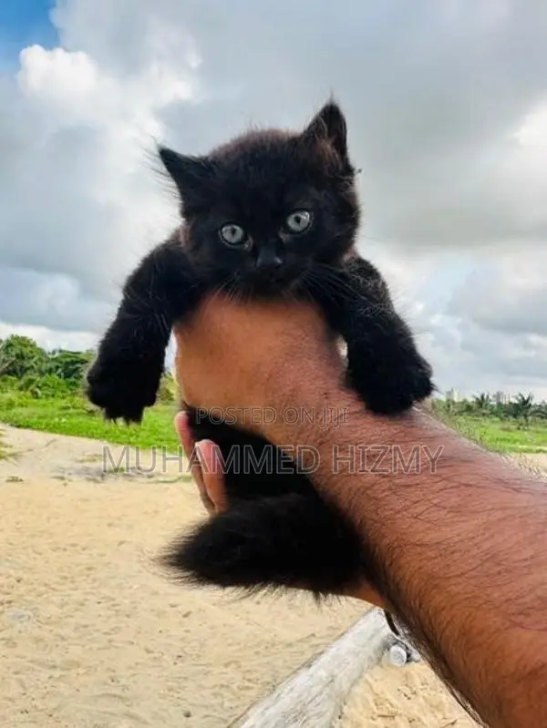 Persian Cat