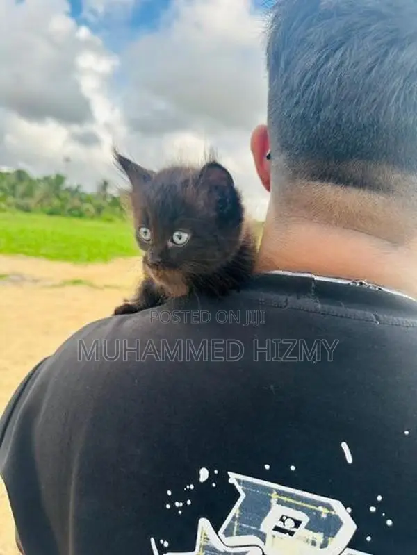 Persian Cat