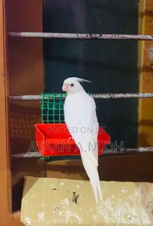 Cockatiel Hand Tamed Bird