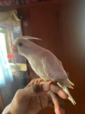 Cockatiel Hand Tamed Bird