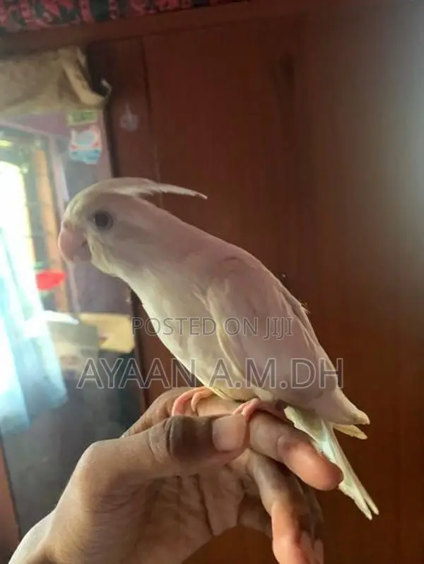 Cockatiel Hand Tamed Bird