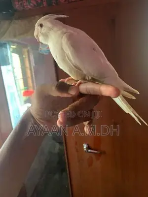 Cockatiel Hand Tamed Bird